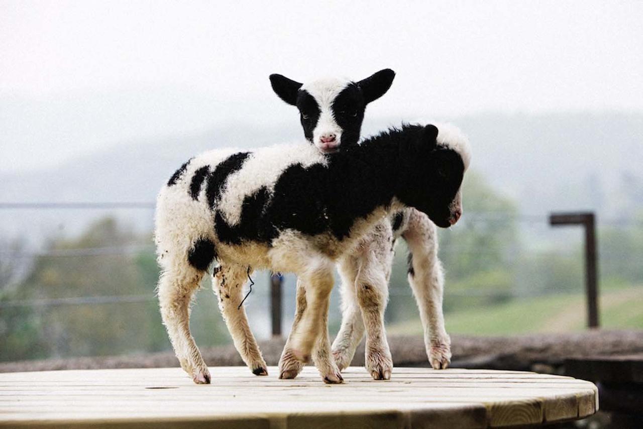 فندق Bank Ground Farm كونيستون المظهر الخارجي الصورة